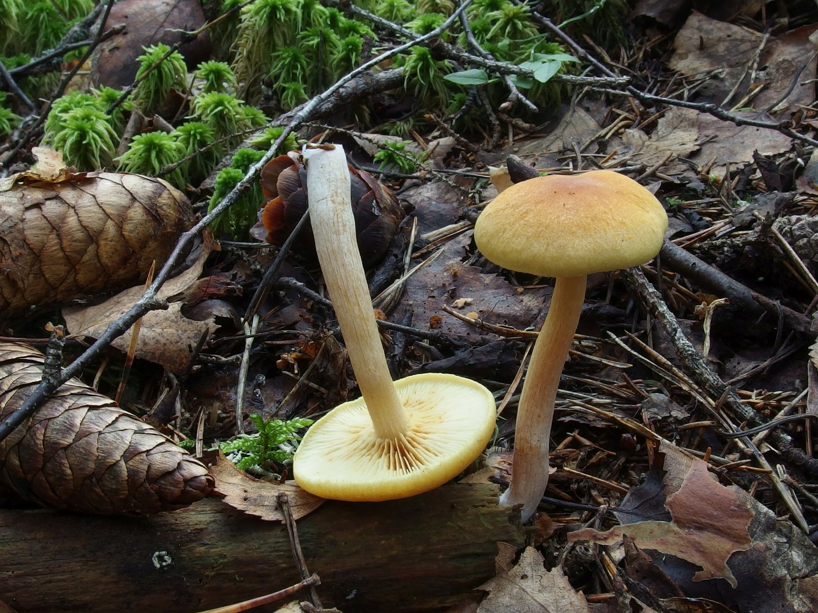 Gymnopilus stabilis MVK 20230823-03