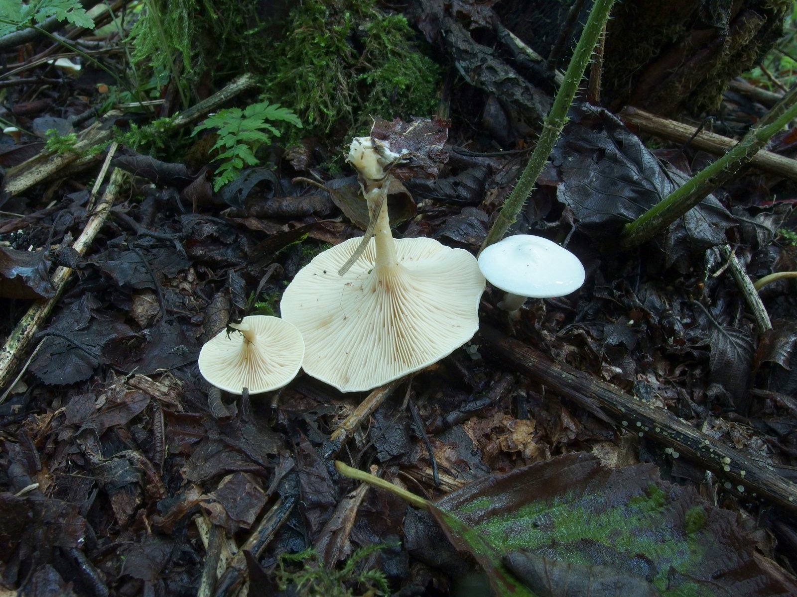 Neoclitocybe alba MVK 20230823-01