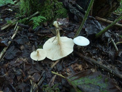 Neoclitocybe alba MVK 20230823-01