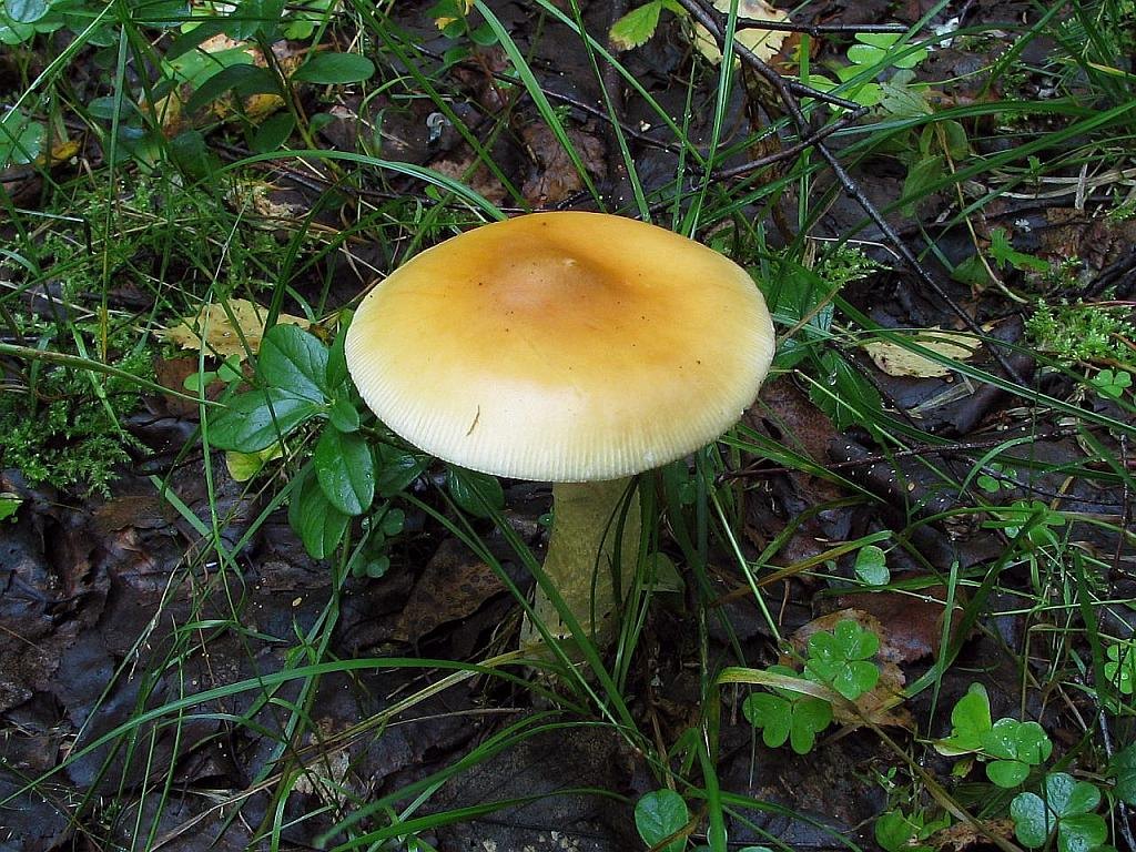 Amanita crocea