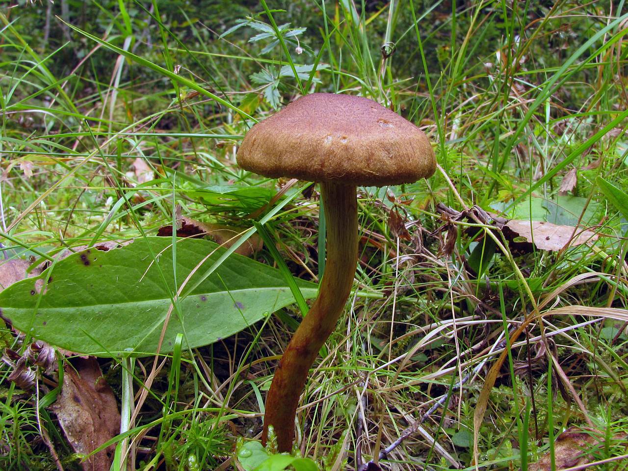 Cortinarius uliginosus