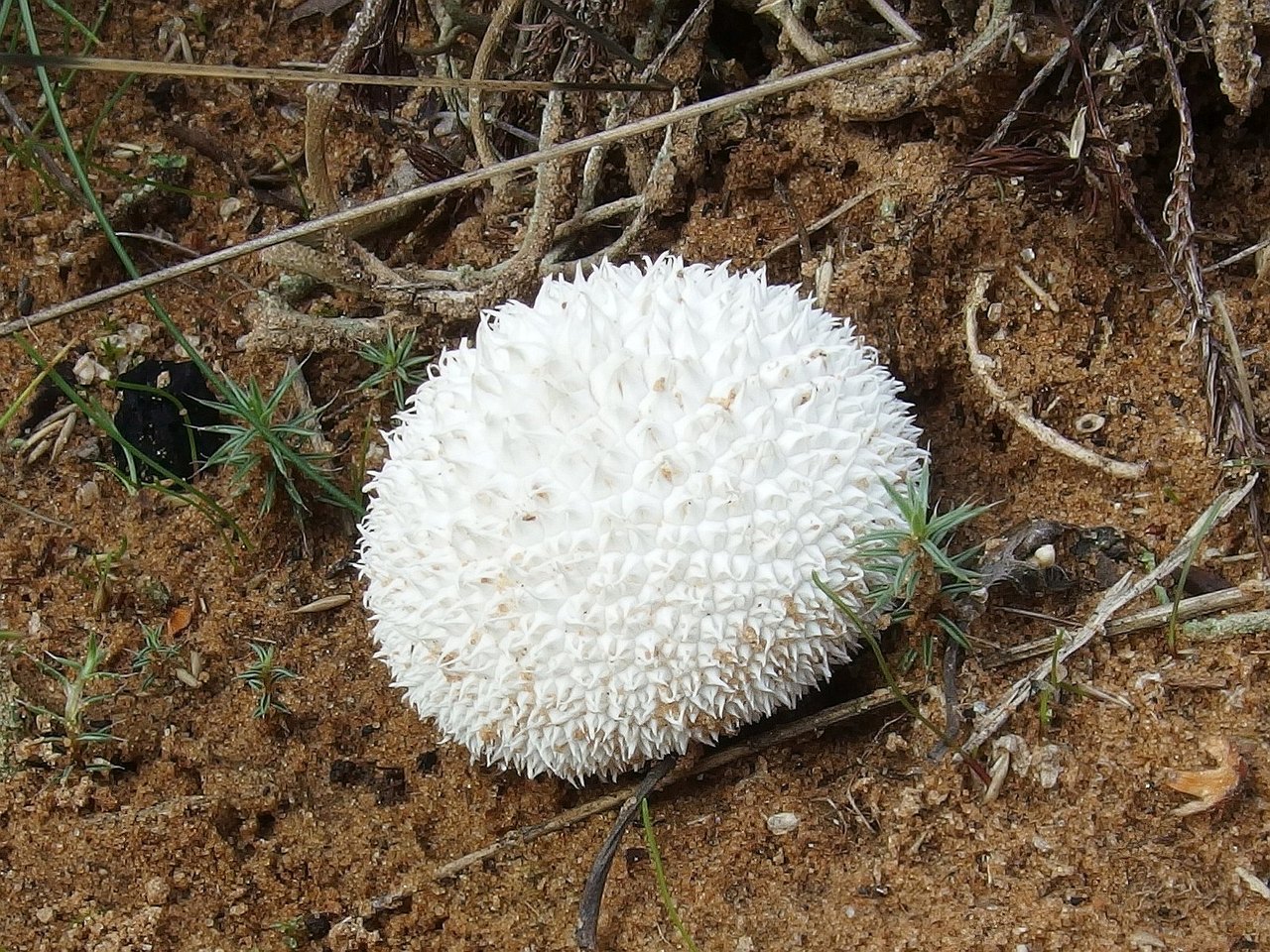Lycoperdon marginatum