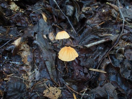 Marasmius siccus MVK 20230823-01