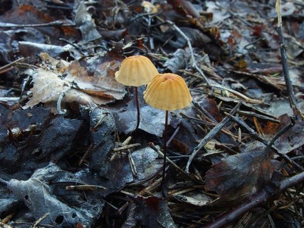 Marasmius siccus MVK 20230823-03