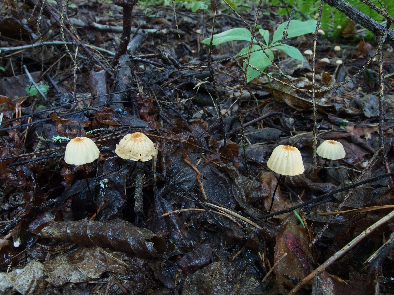 Marasmius siccus MVK 20230823-04