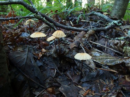 Marasmius siccus MVK 20230823-05