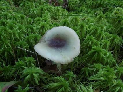 Russula cavipes MVK 20230823-01