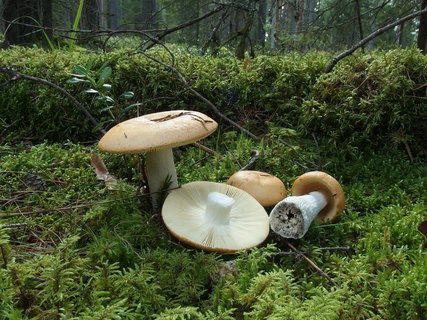 Russula decolorans MVK 20230823-02