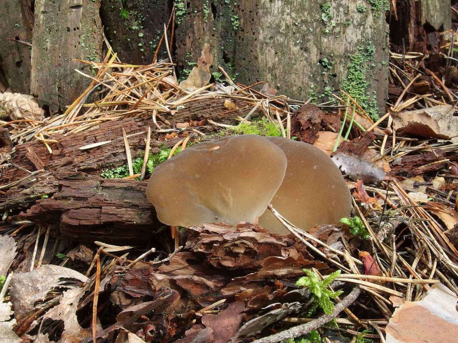 Pseudohydnum gelatinosum MVK 20230823-01