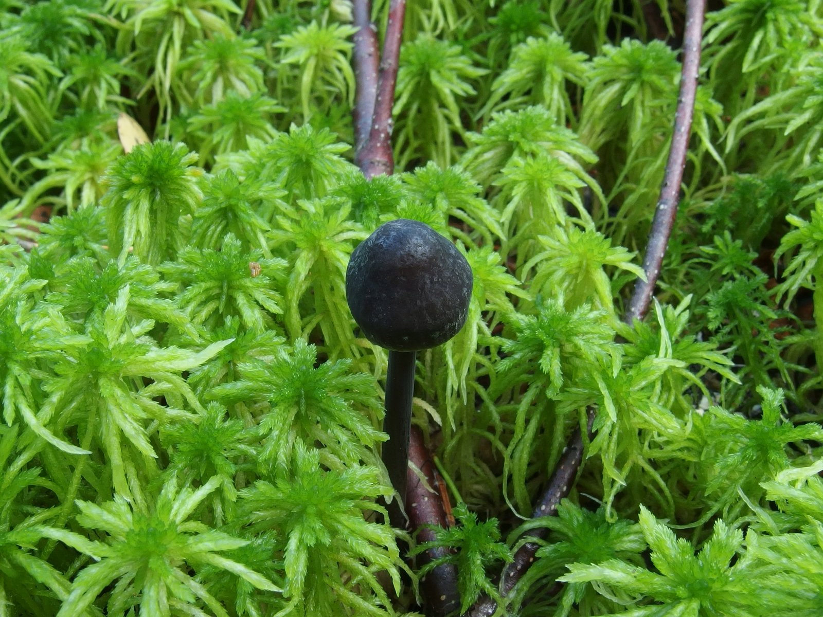 Mycena megaspora MVK 20230823-01