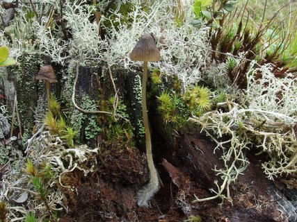 Mycena silvae-nigrae MVK 20230823-01