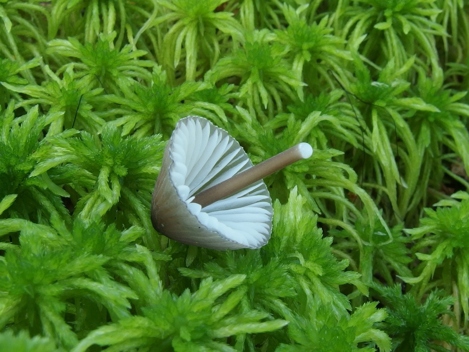 Mycena galopus MVK 20230823-05
