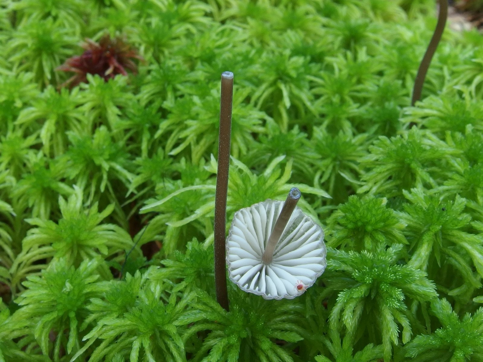 Mycena galopus MVK 20230823-03