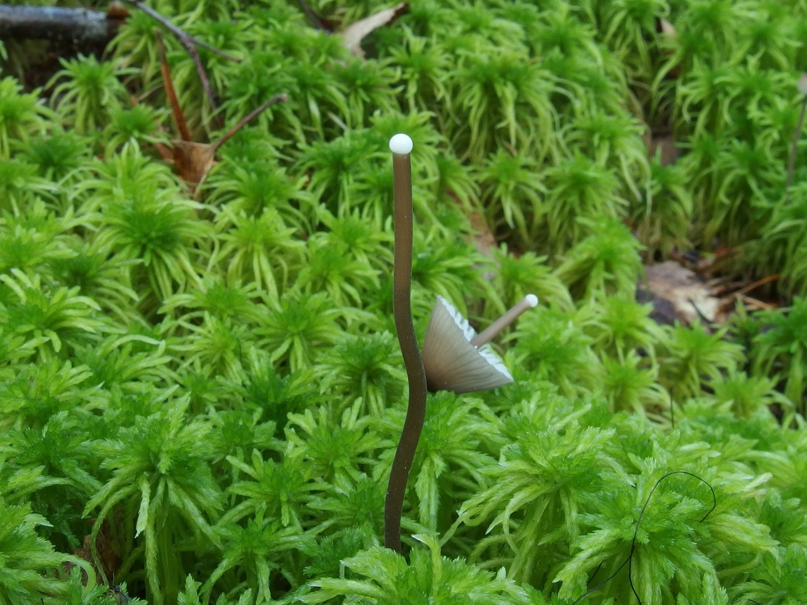 Mycena galopus MVK 20230823-04