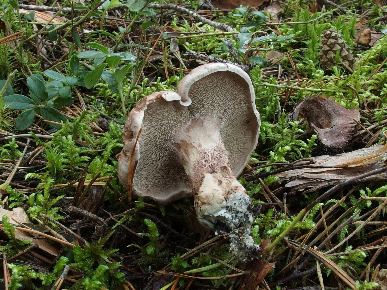 Sarcodon glaucopus