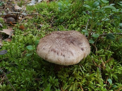 Sarcodon glaucopus MVK 20230823-01