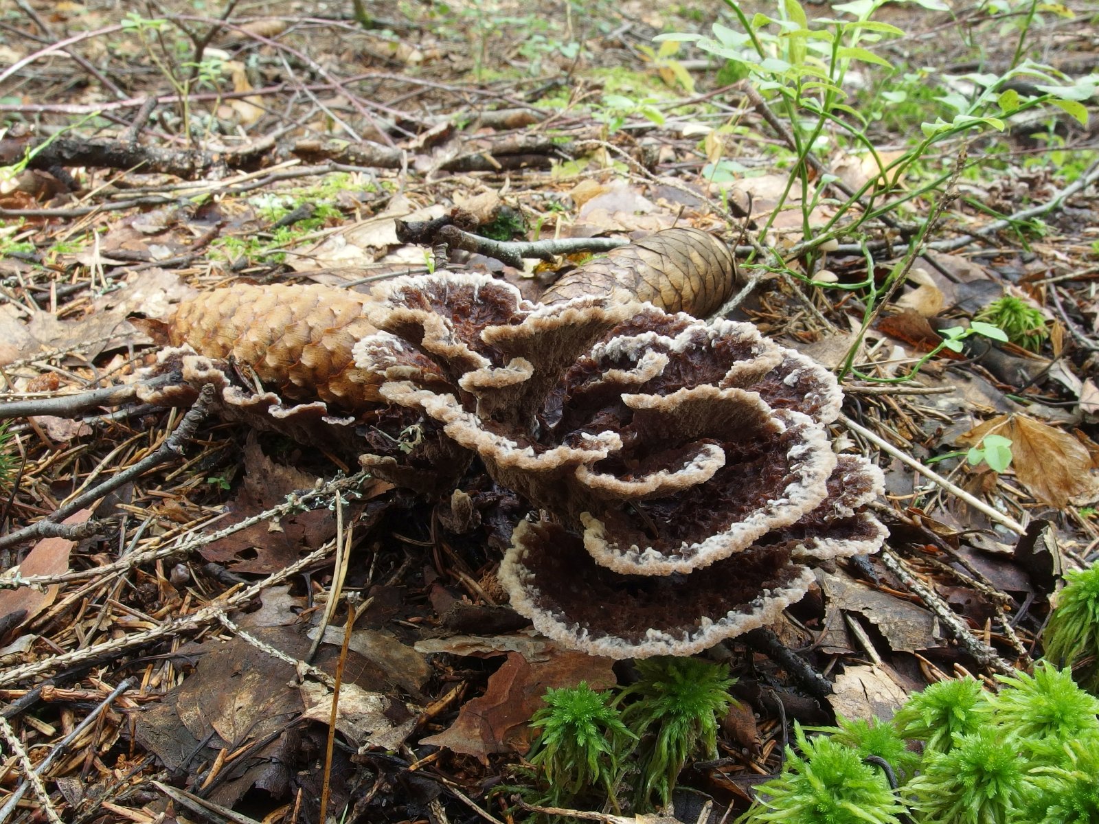 Thelephora terrestris MVK 20230823-012