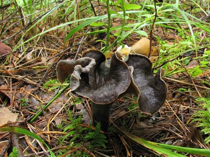 Craterellus cornucopioides