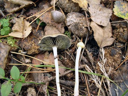Stropharia alcis MVK 20040917-2