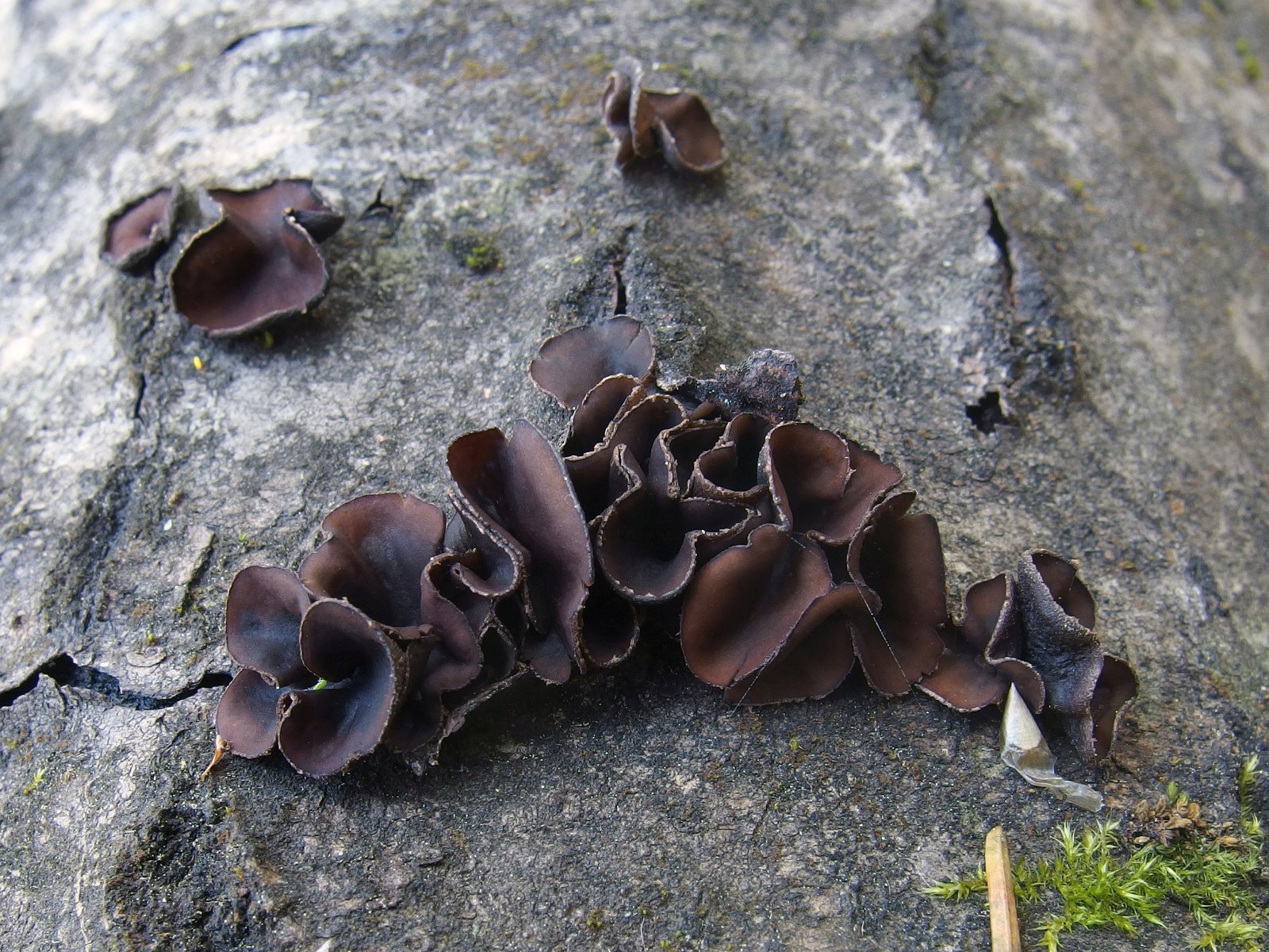 Encoelia fascicularis MVK 20240505 04