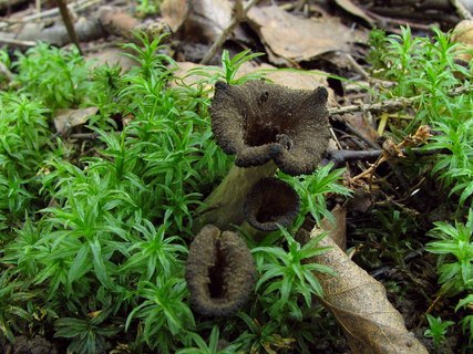 Craterellus cornucopioides