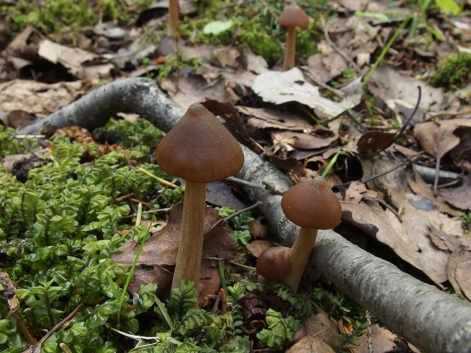 Entoloma pallescens MVK 20240505 02