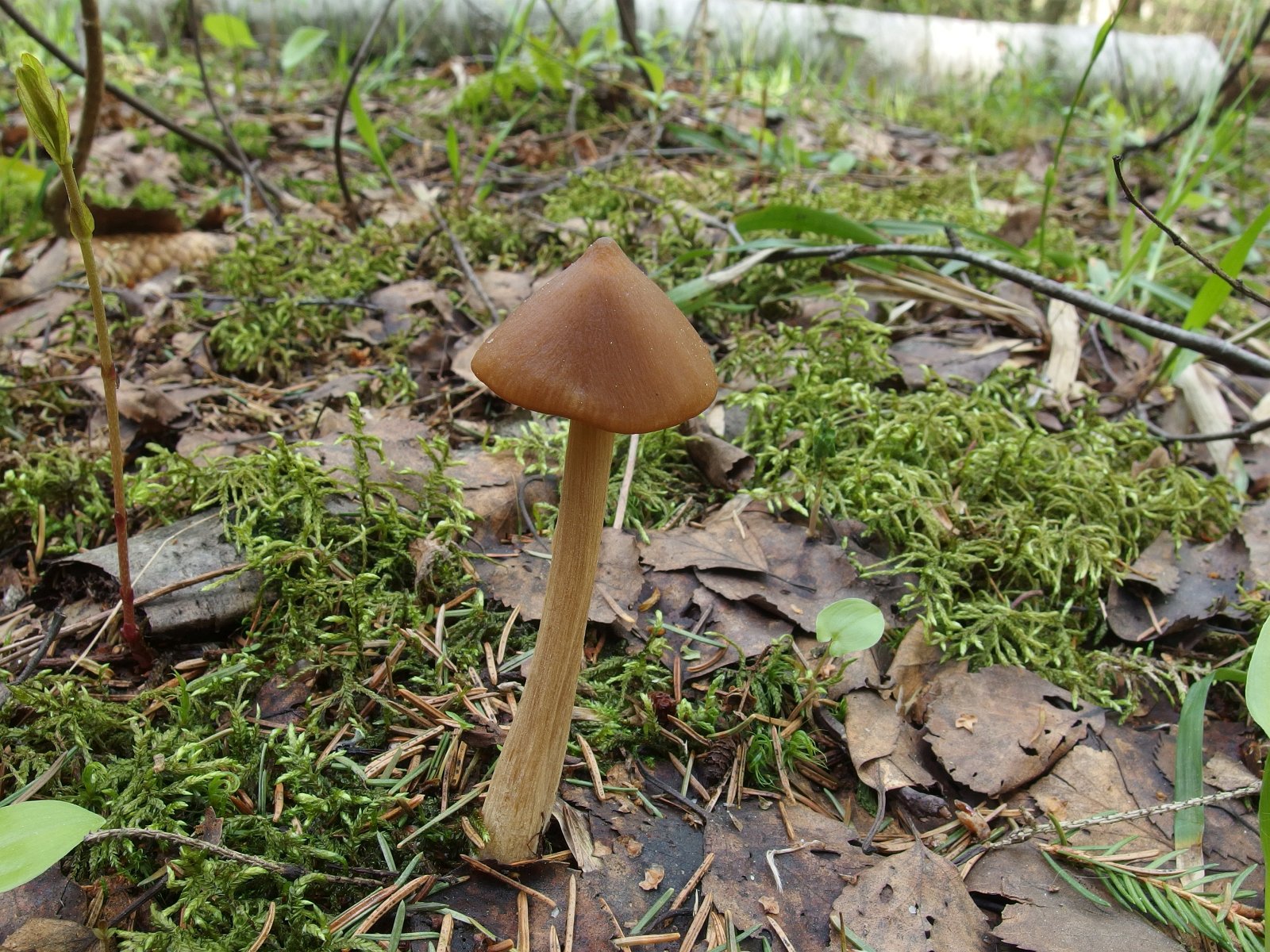 Entoloma pallescens MVK 20240505 04