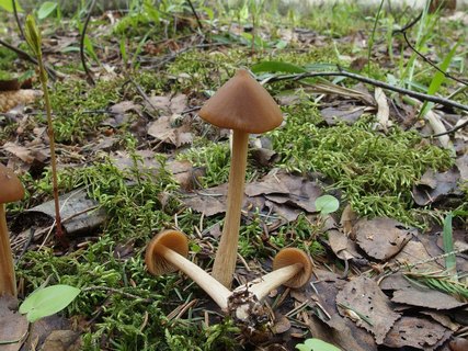 Entoloma pallescens MVK 20240505 05
