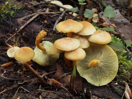 Hypholoma fasciculare MVK 20240505 05
