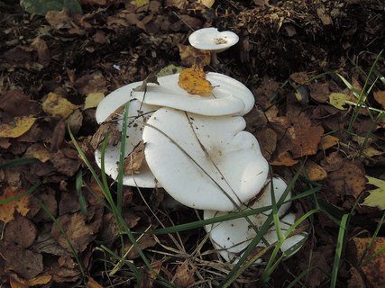 Melanoleuca verrucipes HAP 20241012-06