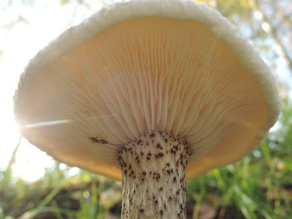 Melanoleuca verrucipes HAP 20241012-04