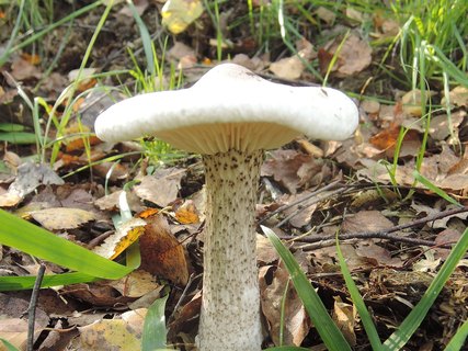Melanoleuca verrucipes HAP 20241012-02