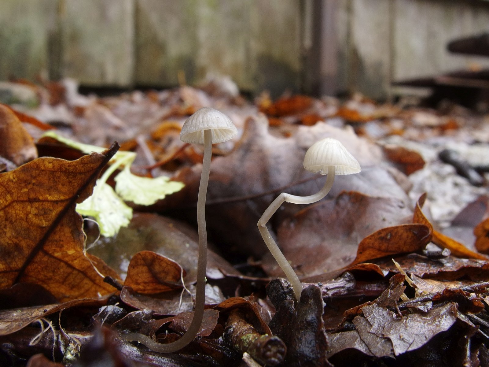 Mycena vitilis MVK 20241107-01