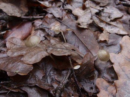 Mycena vitilis MVK 20241107-02