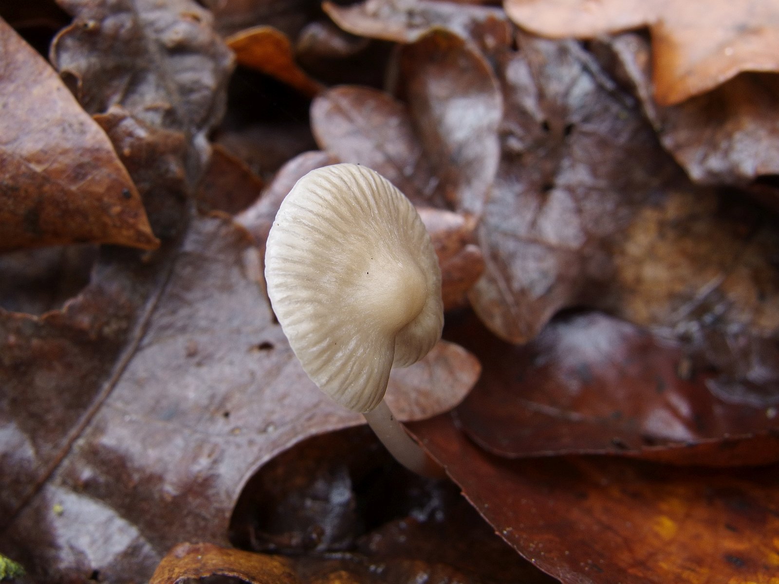 Mycena vitilis MVK 20241107-04