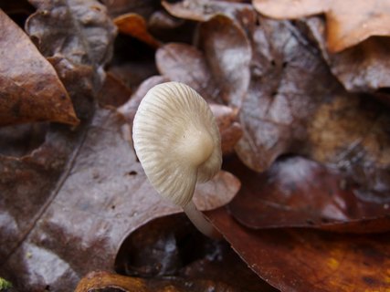 Mycena vitilis MVK 20241107-04