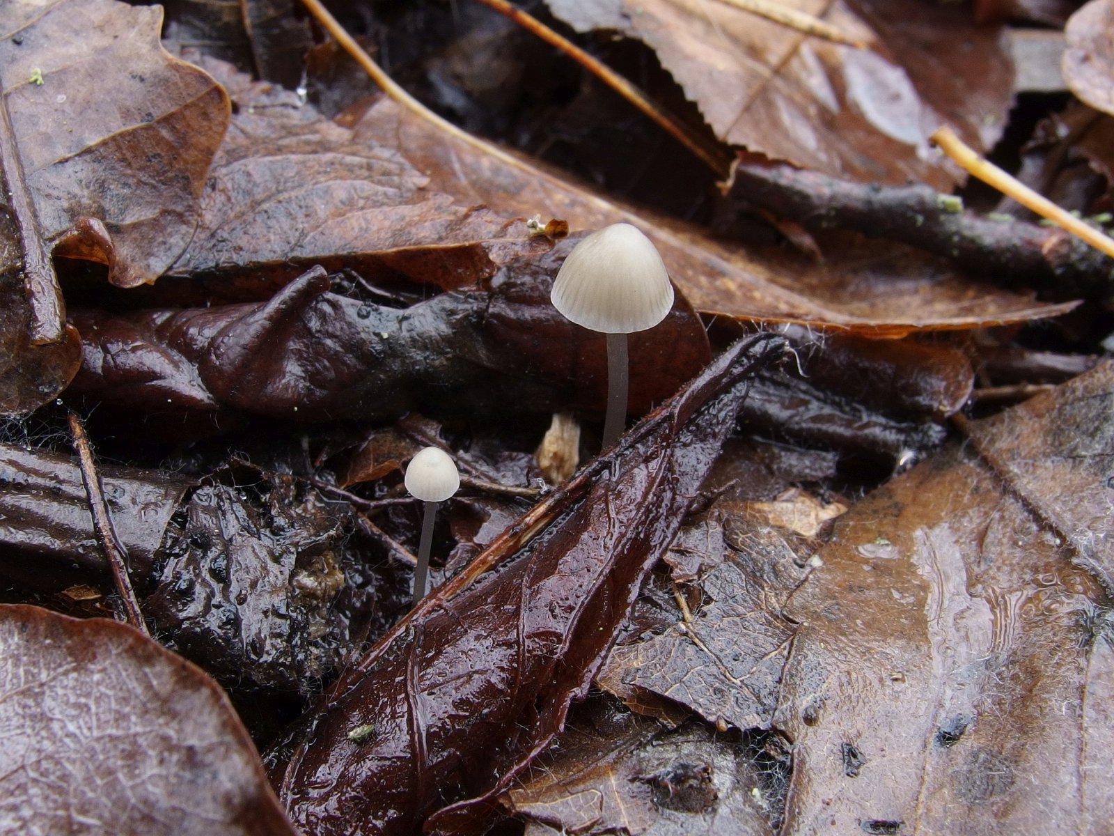 Mycena vitilis MVK 20241107-05