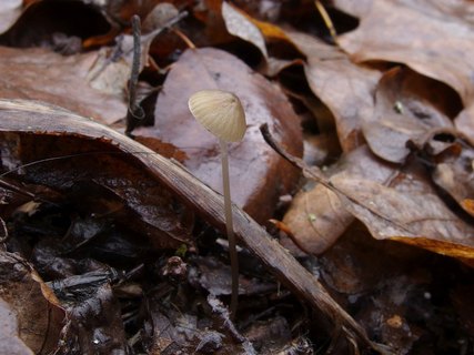 Mycena vitilis MVK 20241107-06