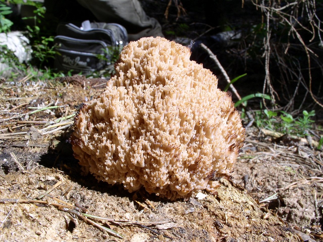 Artomyces microsporus MVK 20050806S