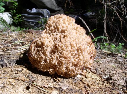 Artomyces microsporus MVK 20050806S