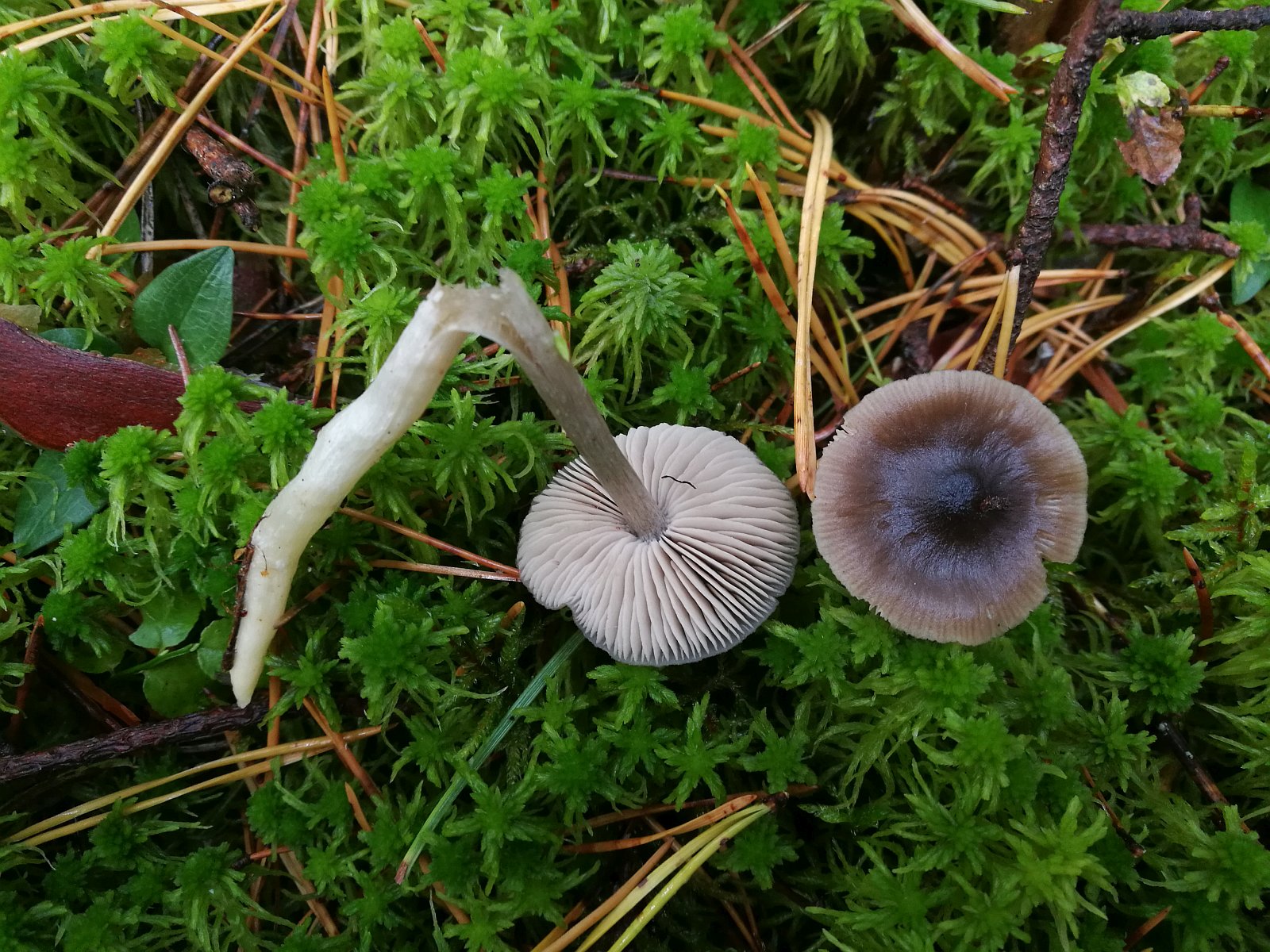 Entoloma sphagneti MVK 20181006-04
