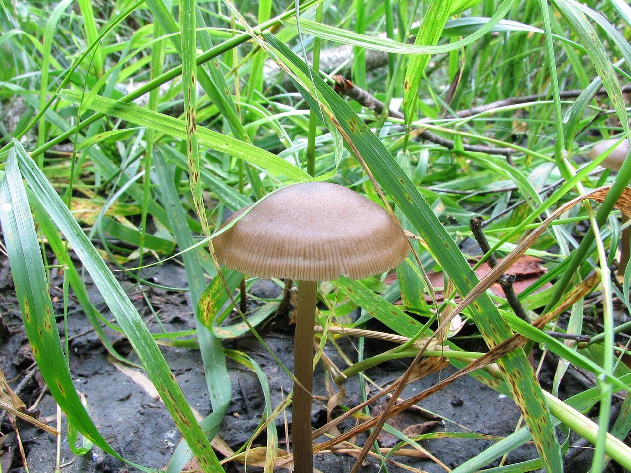 Entoloma conferendum