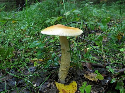 Amanita crocea – Поплавок шафрановый