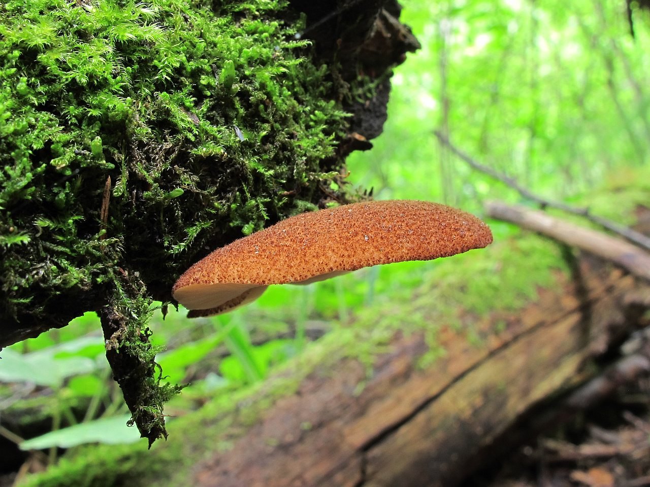 Crepidotus