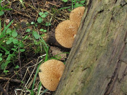 Crepidotus calolepis