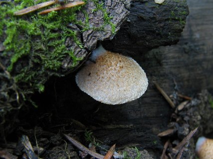 Crepidotus mollis