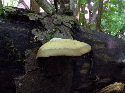 Crepidotus mollis