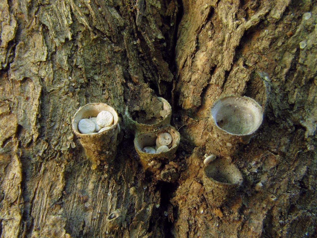 Crucibulum