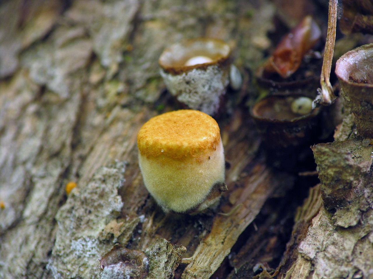 Crucibulum laeve