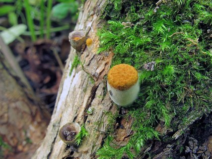 Crucibulum laeve